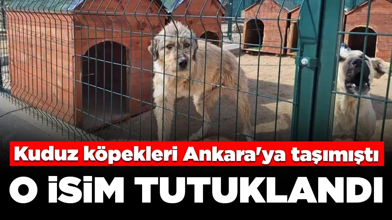 Kuduz köpekleri Şanlıurfa'dan Ankara'ya taşımıştı: O isim tutuklandı