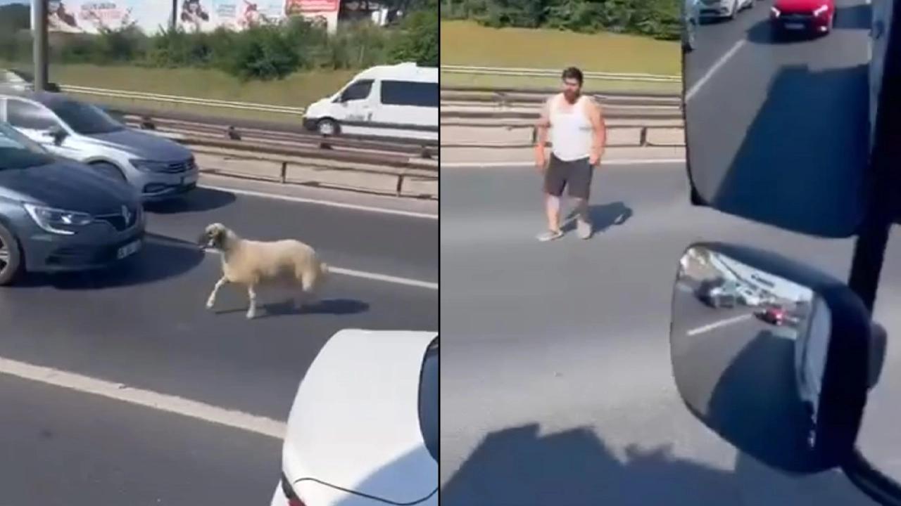 TEM Otoyolu'na giren koyun trafiği altüst etti