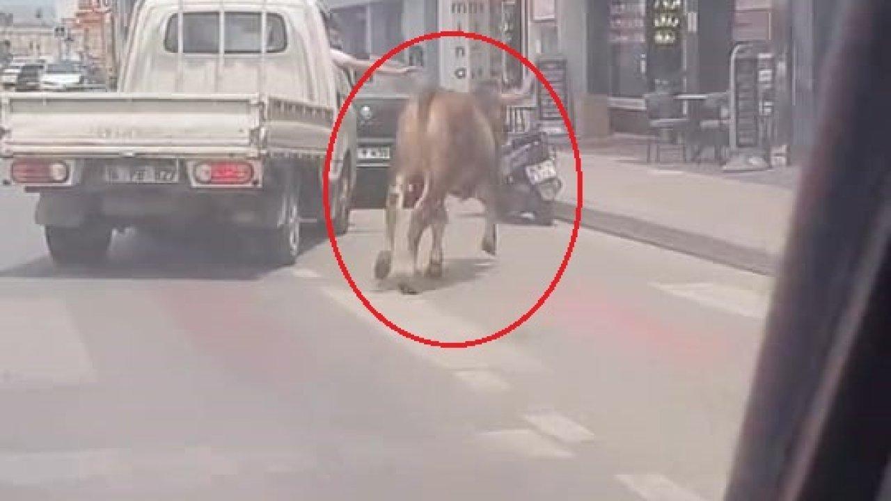 Sahibinin elinden kaçan kurbanlık, trafiği birbirine kattı