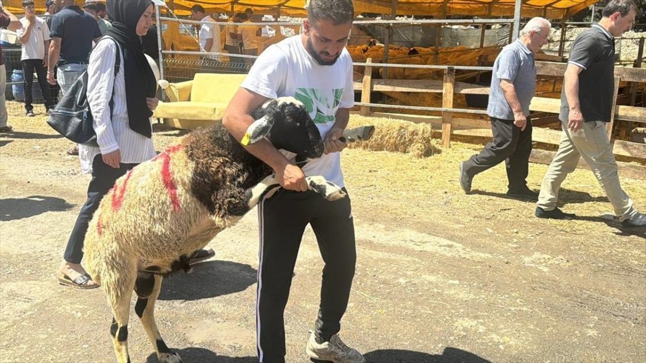 İstanbul'da bayramın 3. gününde kurbanlık alma telaşı sürdü