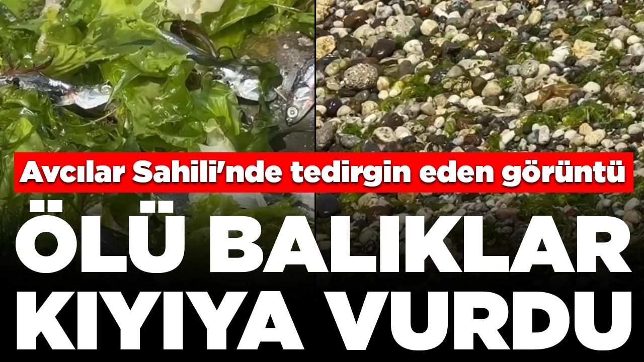 Avcılar Sahili'nde tedirgin eden görüntü: Ölü balıklar kıyıya vurdu