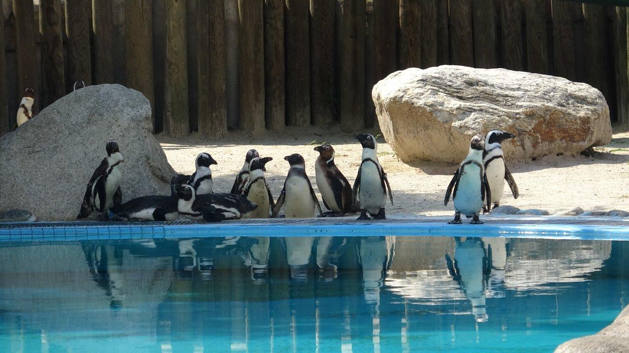 Hayvanat bahçesinde penguenlere yaz uygulaması