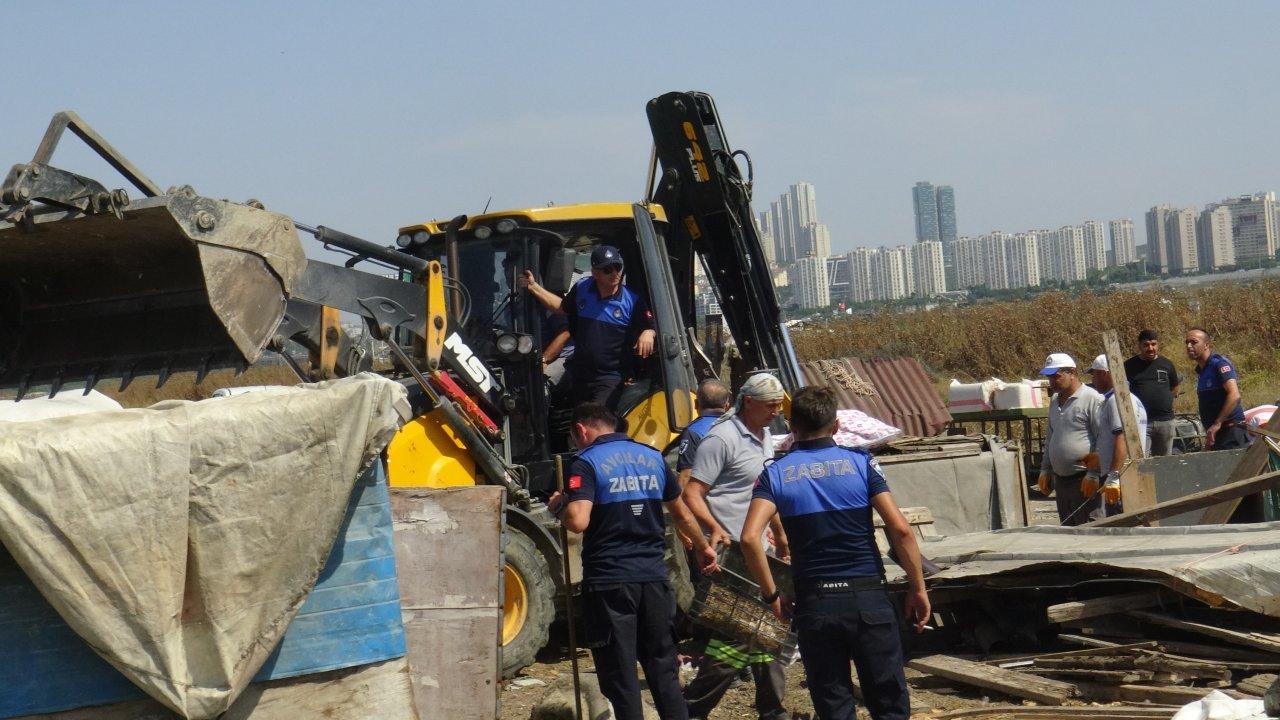 İstanbul Avcılar'da kaçak baraka ve ahırlar yıkıldı