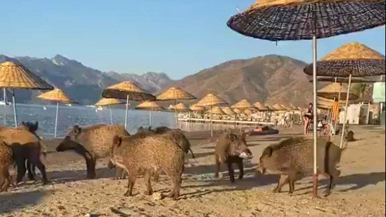 Muğla'nın ünlü tatil ilçesinde domuz sürüsü sahile indi