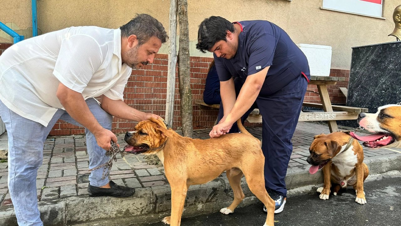 Sarıyer'de köpekler aşılanıyor