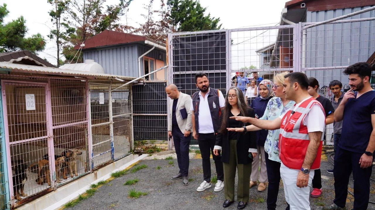 Beyoğlu sokak hayvanlarını koruyacak