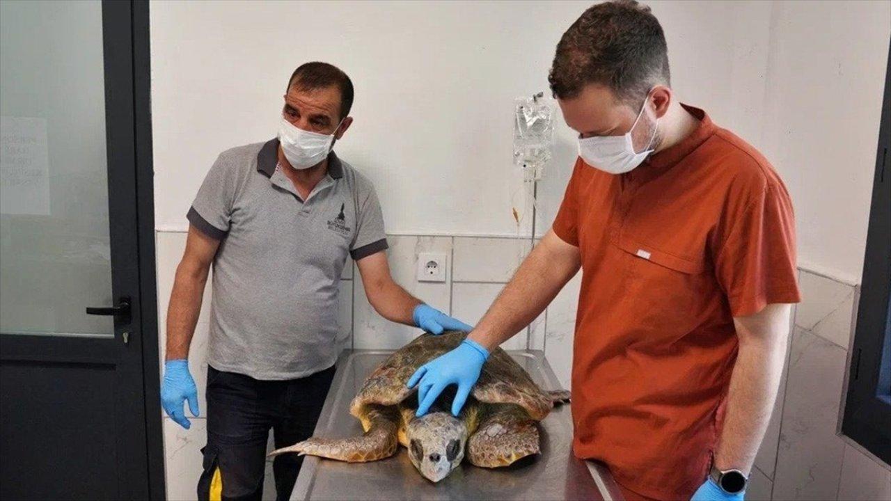 İzmir'de kıyıya vuran caretta caretta tedavi altına alındı