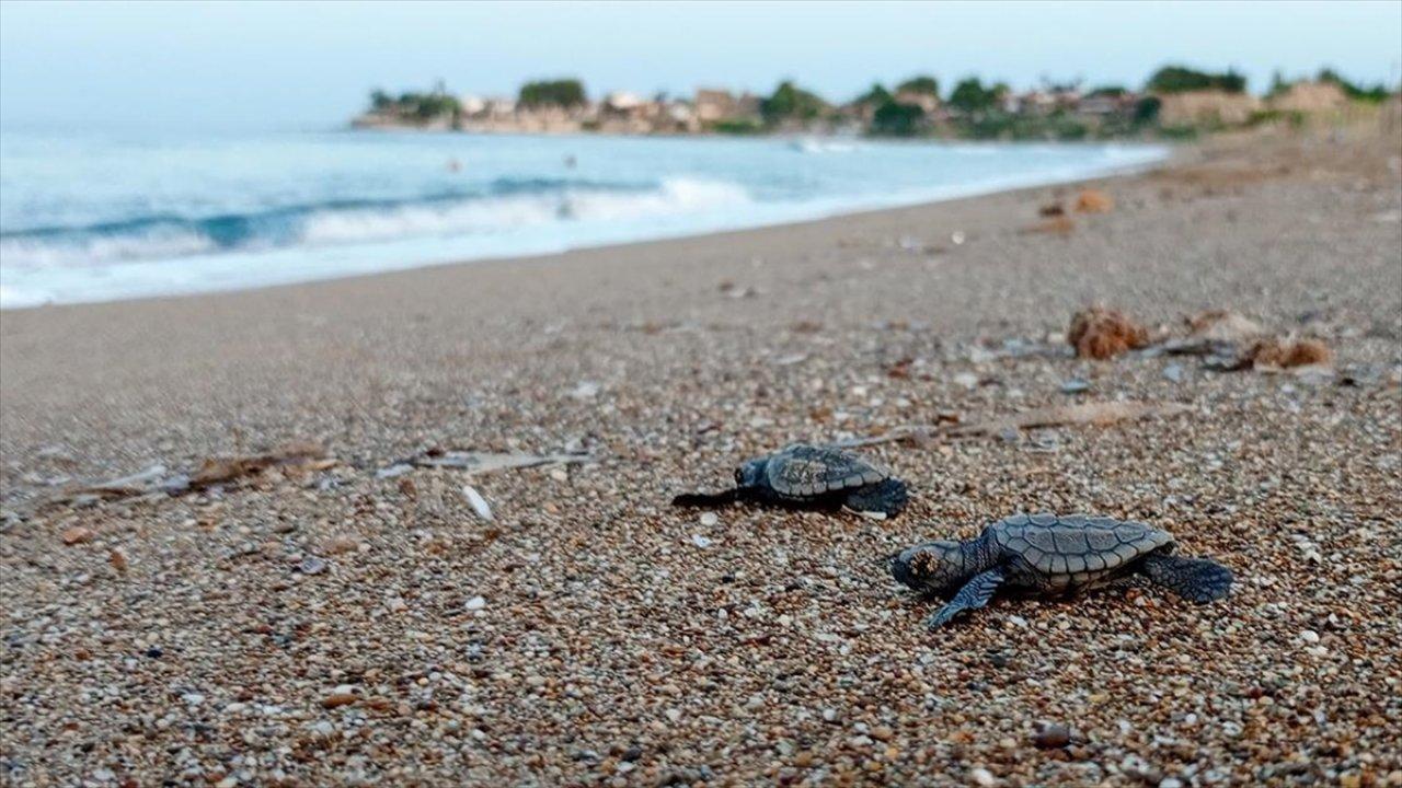 Bu yıl toplamda 14 bin 807 yavru deniz kaplumbağası denize bırakıldı