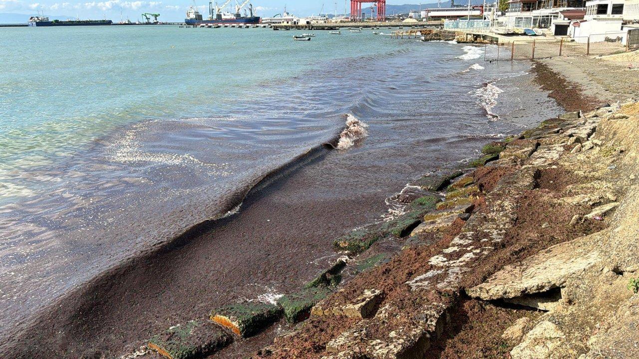 Tekirdağ'da endişe veren görüntü: Sahil kırmızı yosunla kapladı