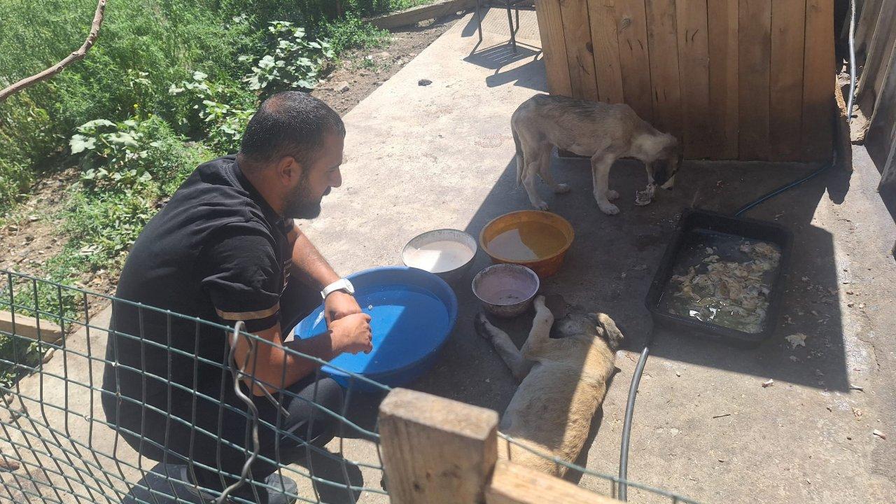 Ankara Altındağ'da bir şok daha! 5 köpek ölü bulundu!