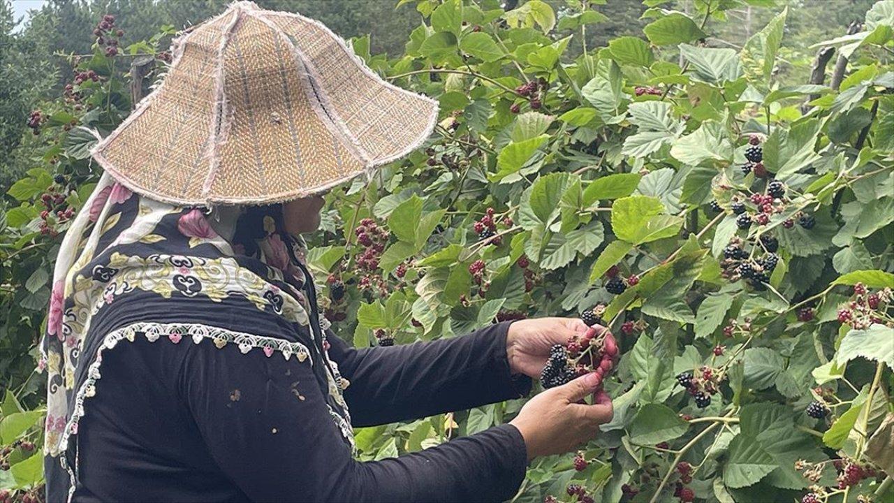 Uludağ'ın eteklerinde yetişen ahududu ve böğürtlenler gelir kapısı oldu