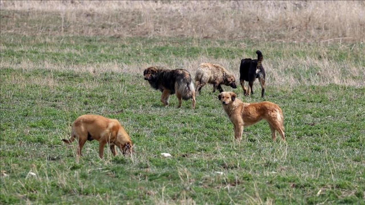 Ankara'da çocuğu ısıran köpek hakkında açıklama