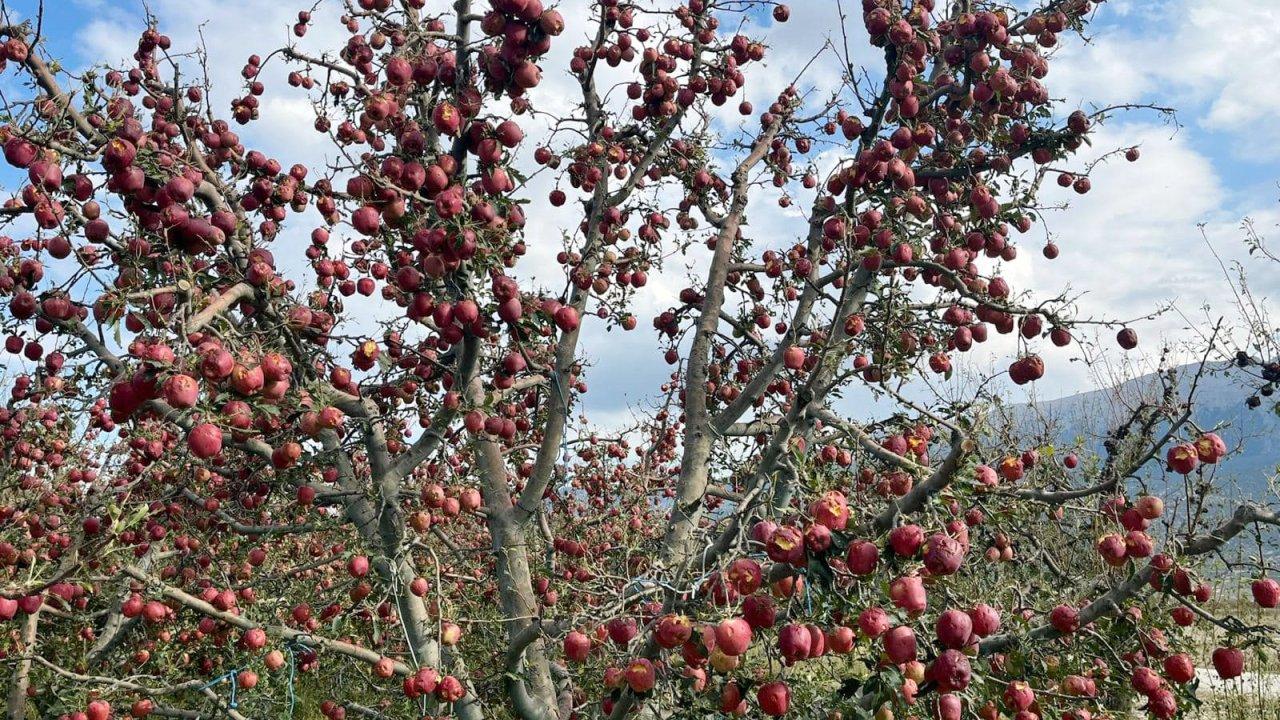 Isparta'da etkili olan dolu yağışı elma ağaçlarına zarar verdi