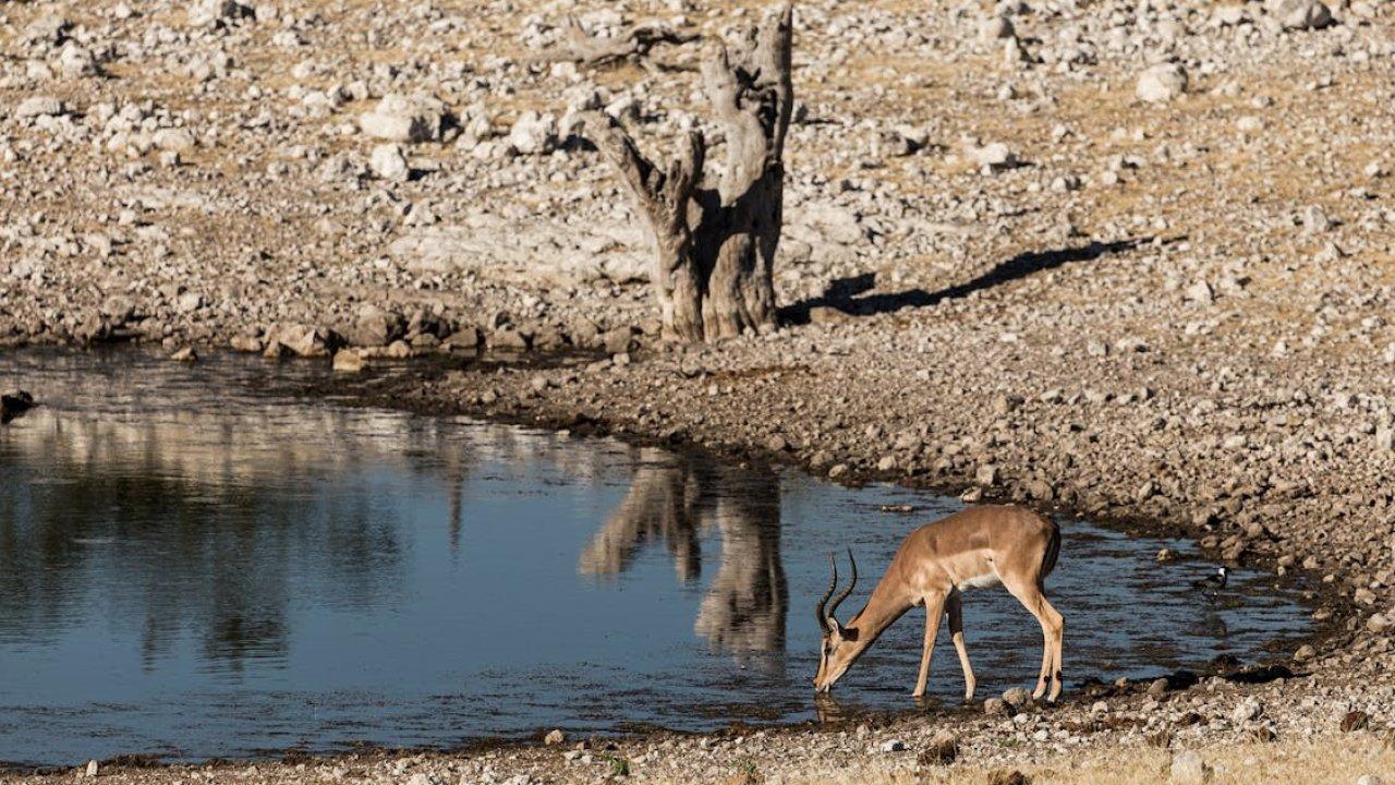 Bakanlıktan yaban hayvanlarına can suyu desteği: 12 ilde göletler oluşturuldu