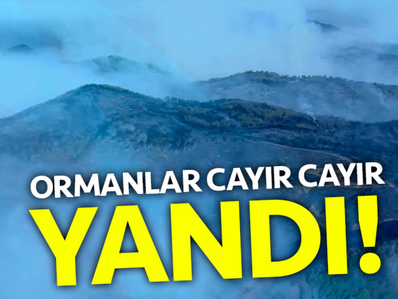 Ormanlar cayır cayır yandı!