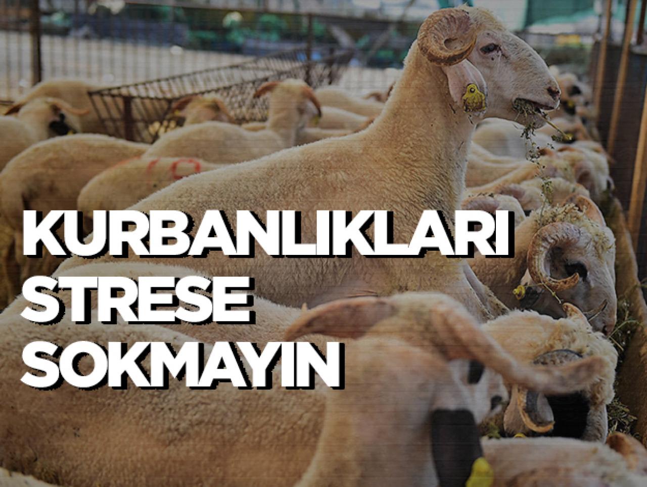 Kurbanlıkları strese sokmayın