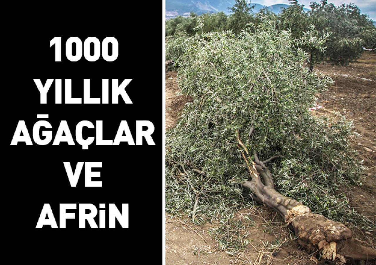 Bin yıllık ağaçlar!