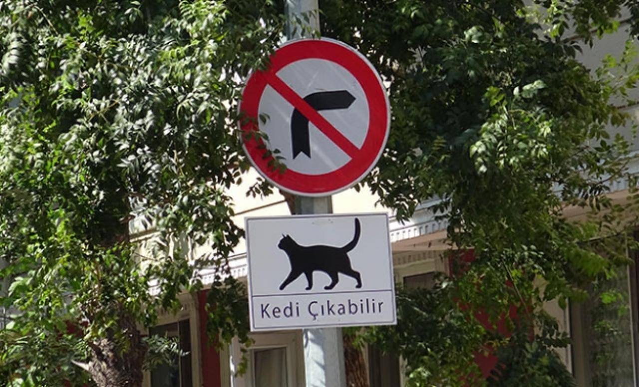 Sokaklara 'Kedi Çıkabilir' tabelası astılar