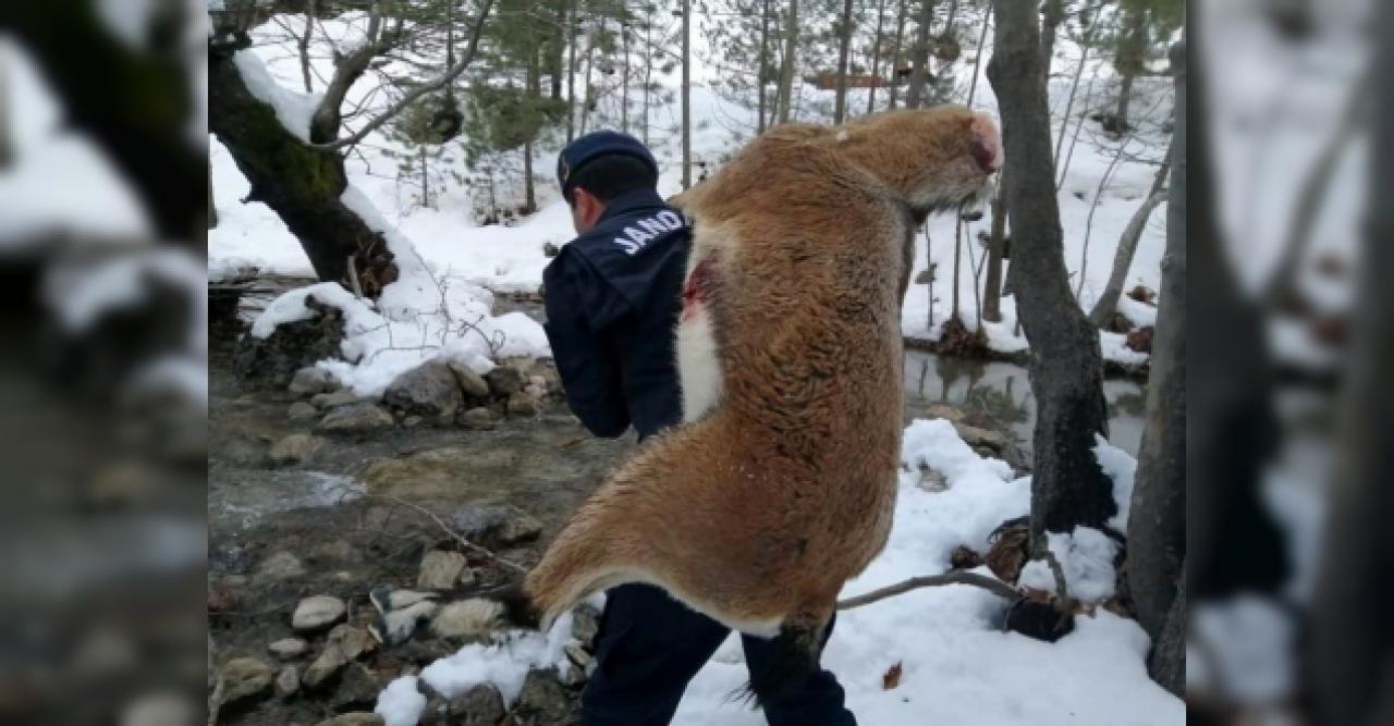 Yüzlerce metre sırtlarında taşıdılar