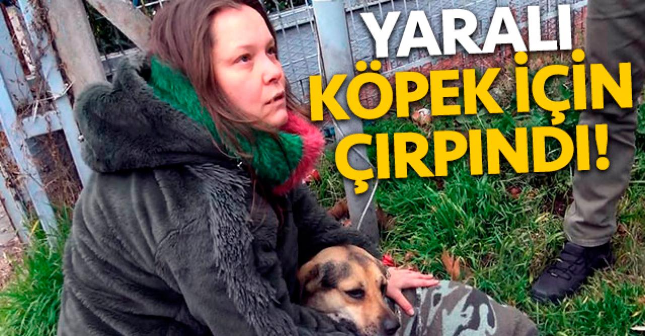 Nilgün Canbeken Ünalan yaralı köpek için çırpındı!