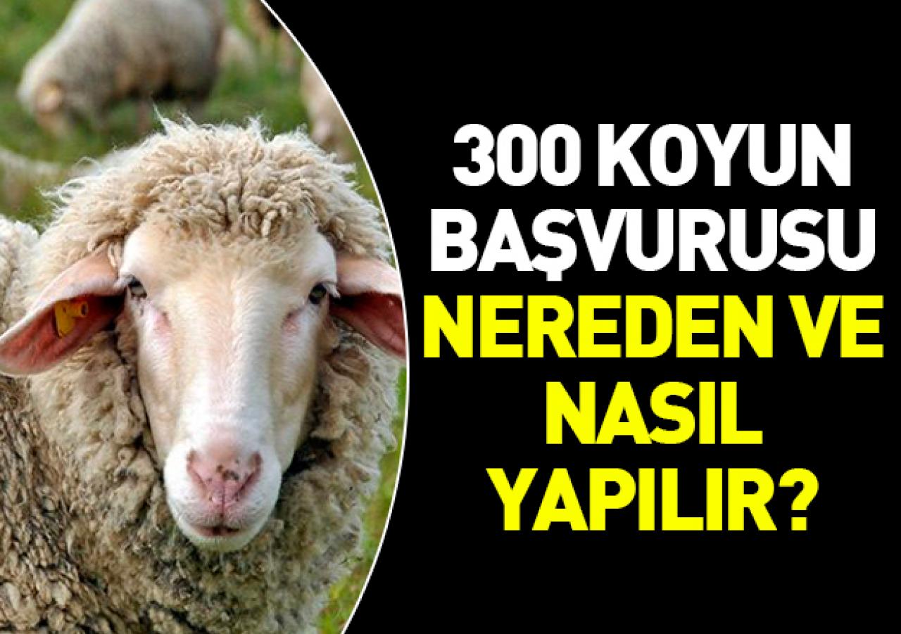 300 koyun başvurusu nereden ve nasıl yapılır! TİGEM web sitesi giriş sayfası