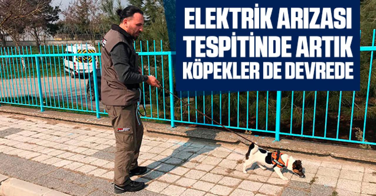 Elektrik arızasını tespitte artık köpekler devrede