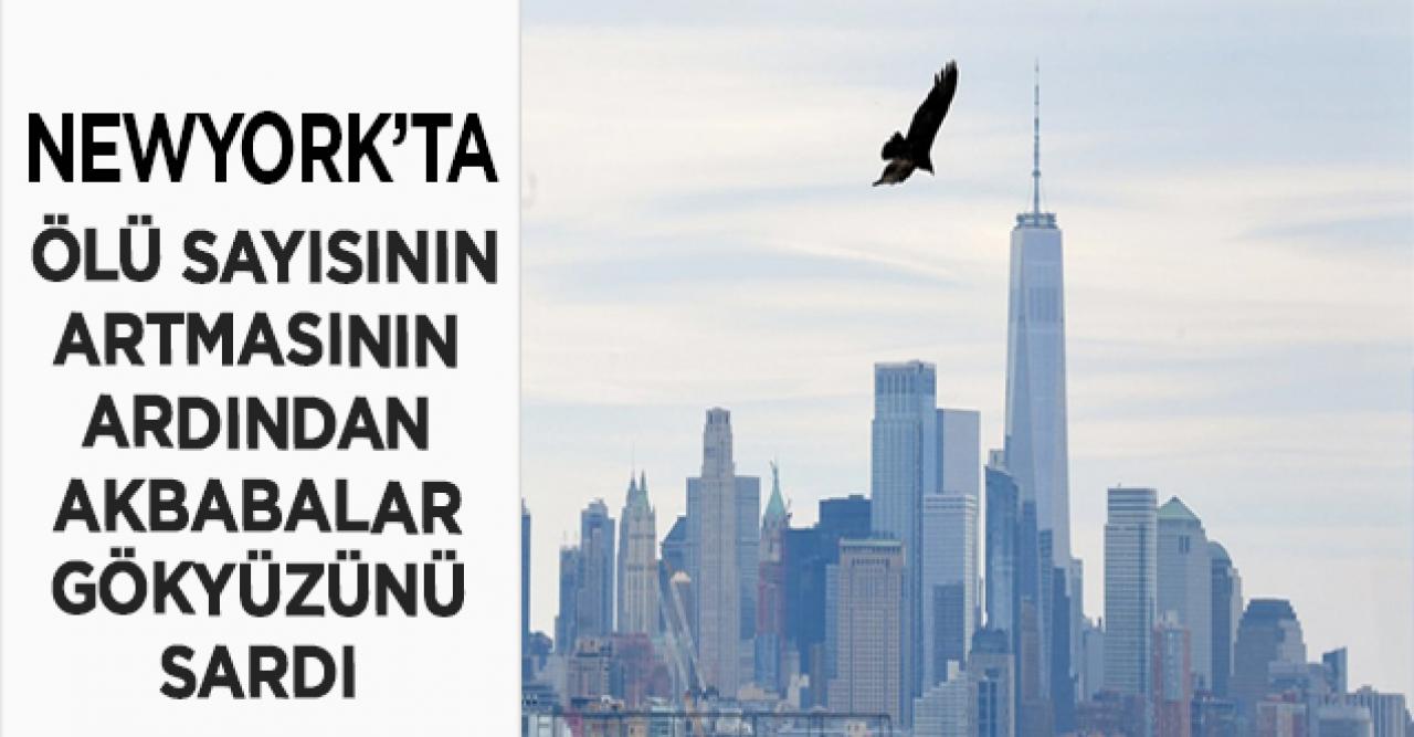 ABD'nin New York kentinde akbabalar uçmaya başladı