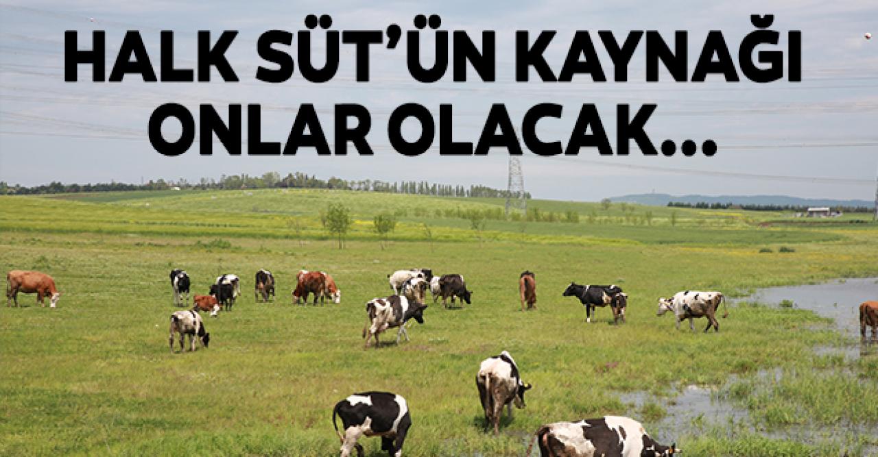 Halk Süt'ün kaynağı Silivri ve Çatalca'daki köylüler olacak