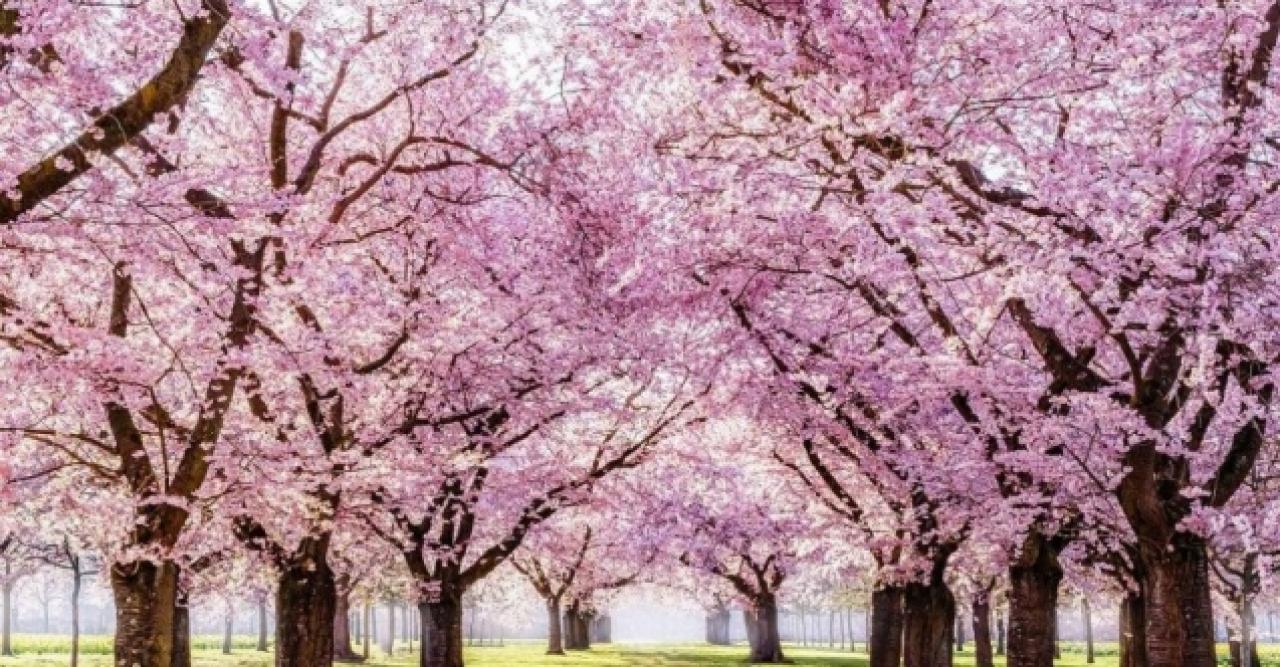 Sakura nedir? Sakuranın anlamı nedir ve Japoncada ne ifade eder