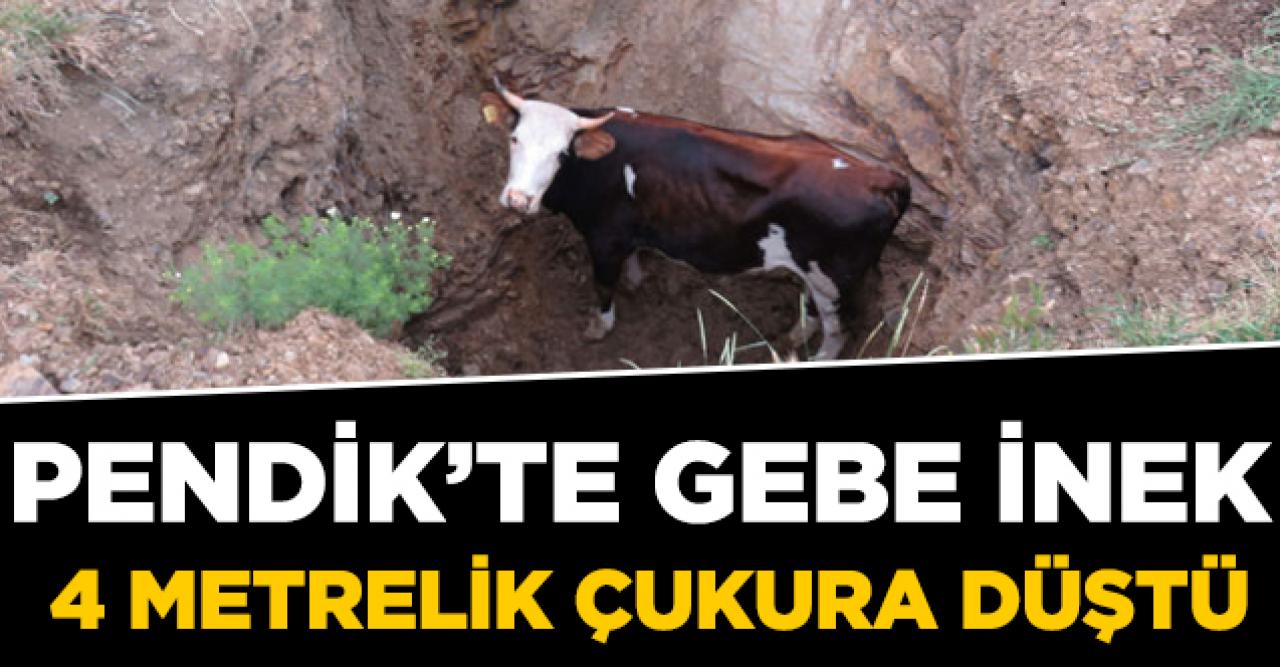 Gebe inek çukura düştü