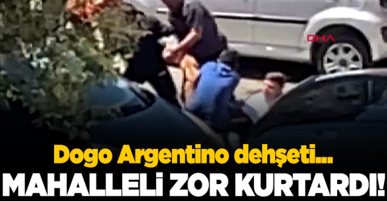 Dogo Argentino dehşeti! Kendisini gezdiren kişiye saldırdı...