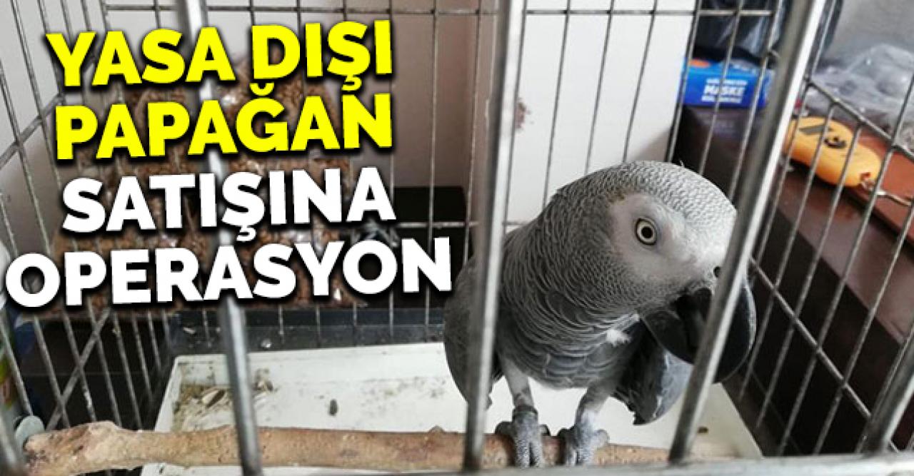 İstanbul'da yasa dışı papağan satışına operasyon