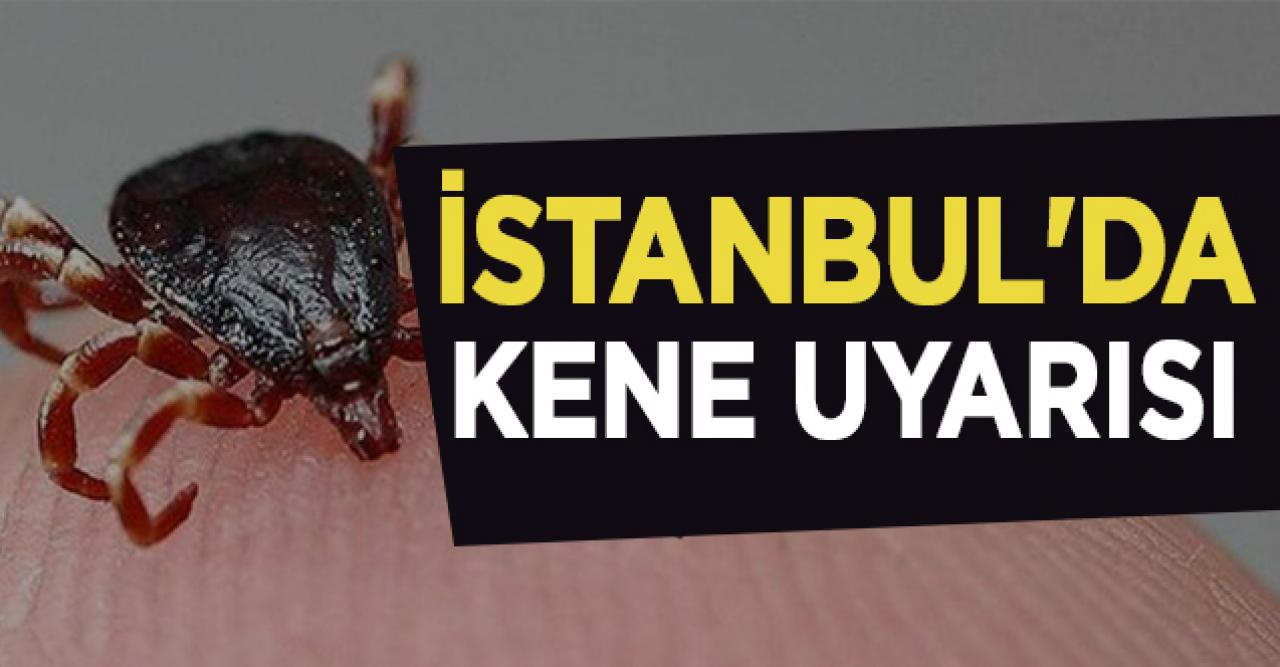 İstanbul'da kene uyarısı; Kırım Kongo yok ancak 'Lyme'a dikkat!