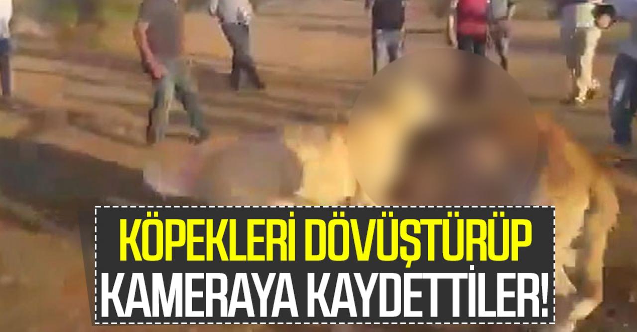 Eyüpsultan'da vahşet! Köpekleri dövüştürüp telefona kaydettiler