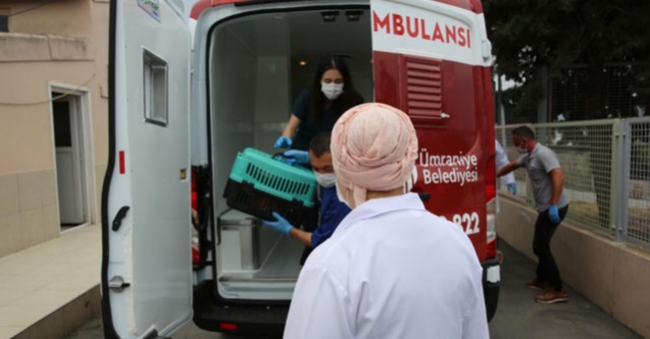 Hayvan ambulansı minik dostlar için hizmete başladı