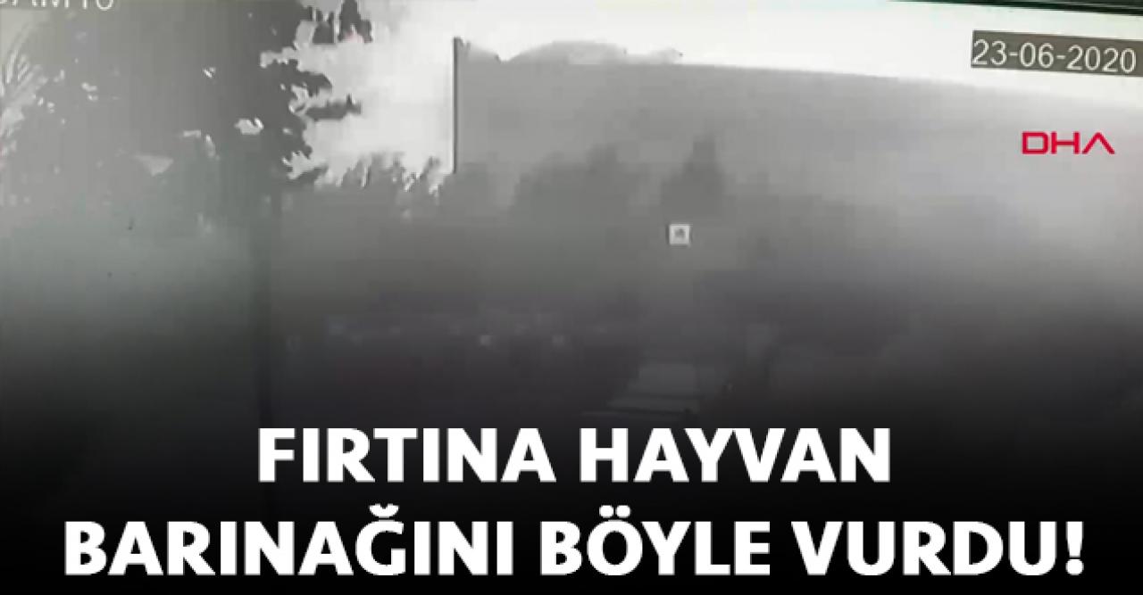 Esenyurt'taki fırtına hayvan barınakları ve kafesleri uçurdu