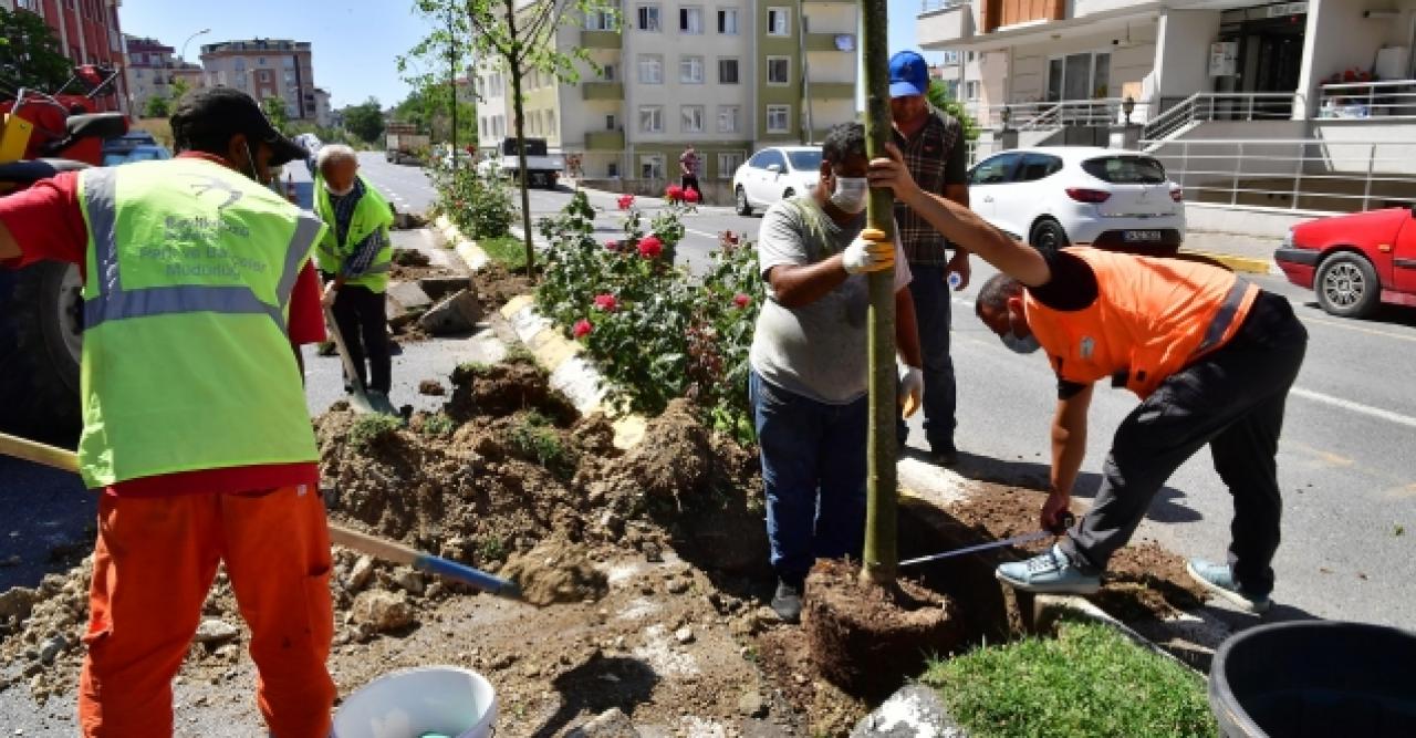 Beylikdüzü'nde ıhlamur ve çınar ağacı dikiliyor