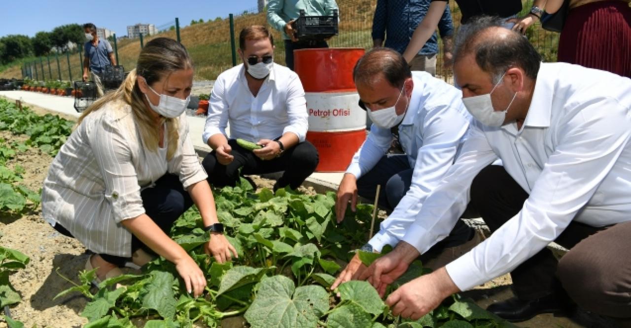 Beylikdüzü Belediye Başkanı Mehmet Murat Çalık hasat yaptı