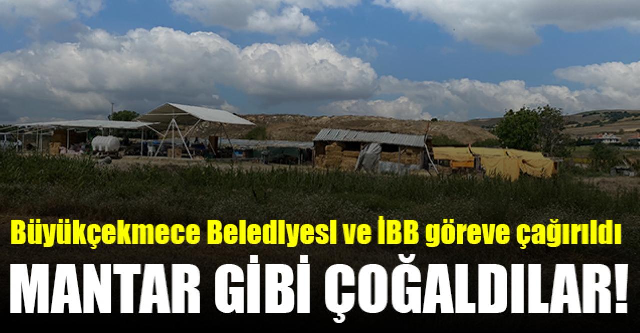 Büyükçekmece Celaliye Mahallesi'nde mantar gibi çoğaldılar!