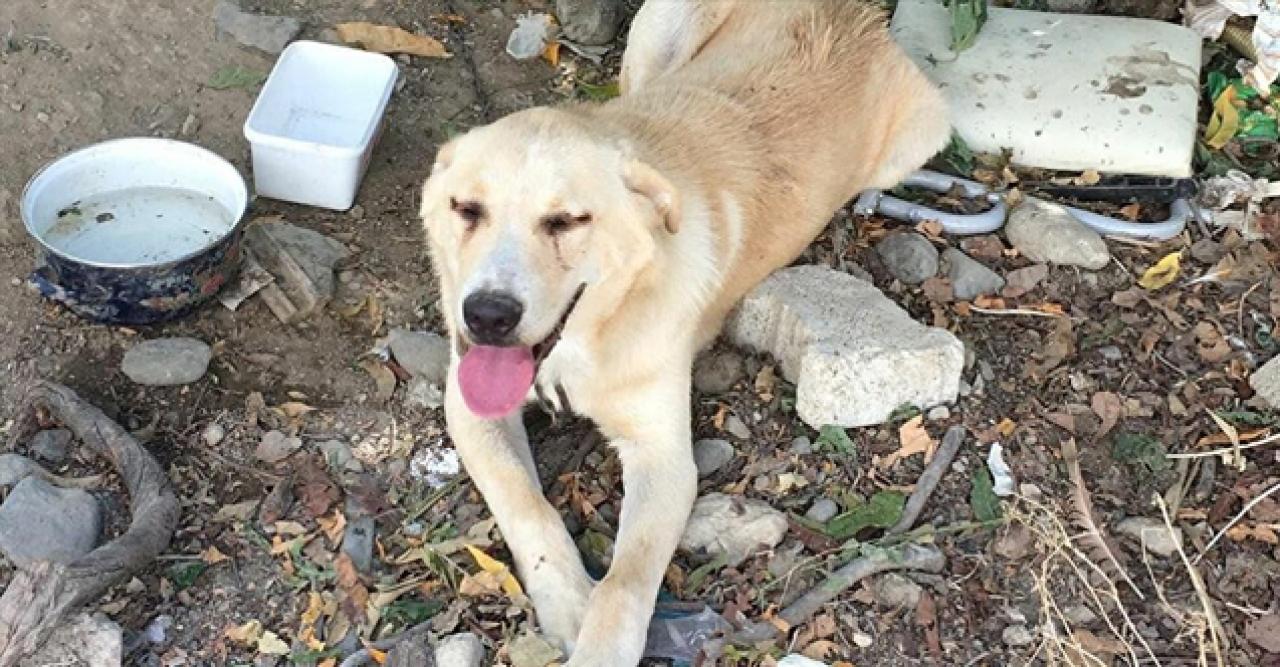 Bıçakladığı köpeği serbest kalınca öldürdü