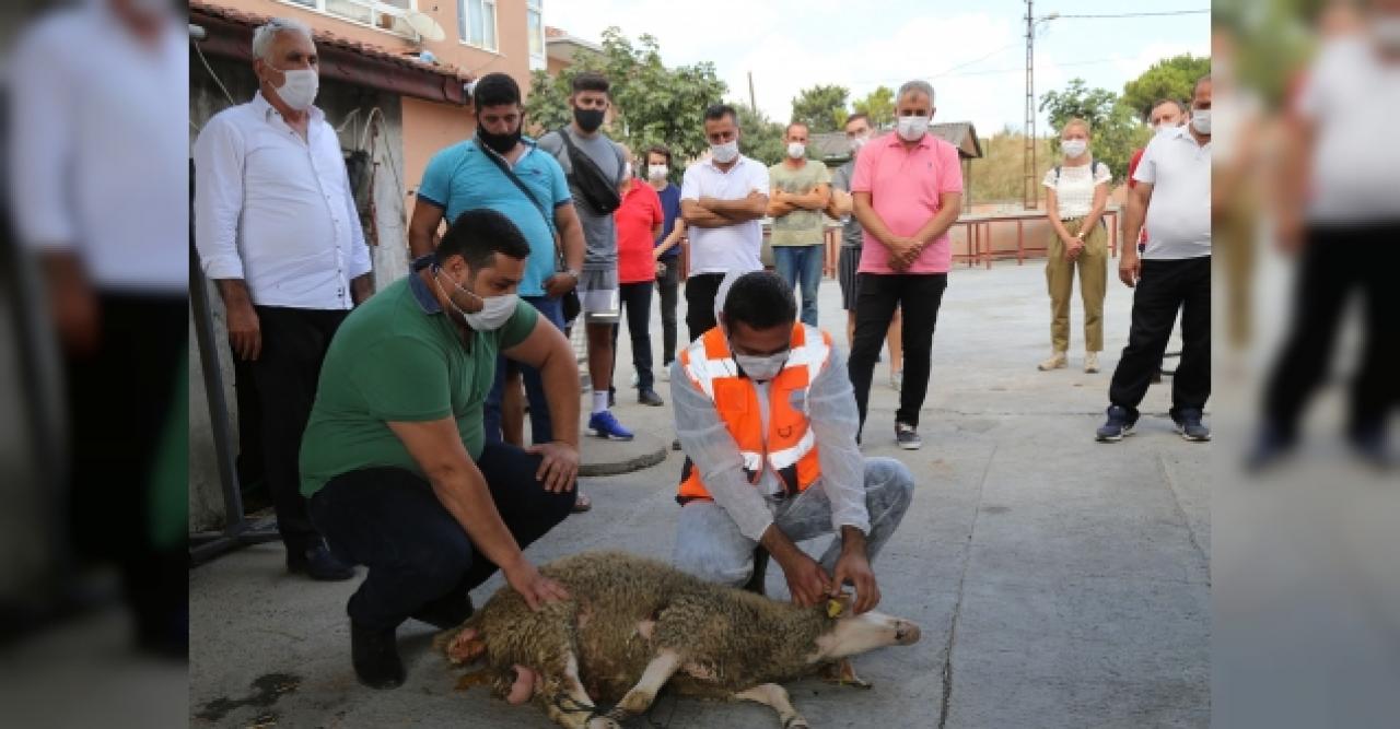 Kurban nasıl kesilir?