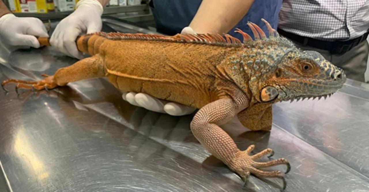 Üsküdar'da bulunan 125 cm'lik iguana şoke etti!