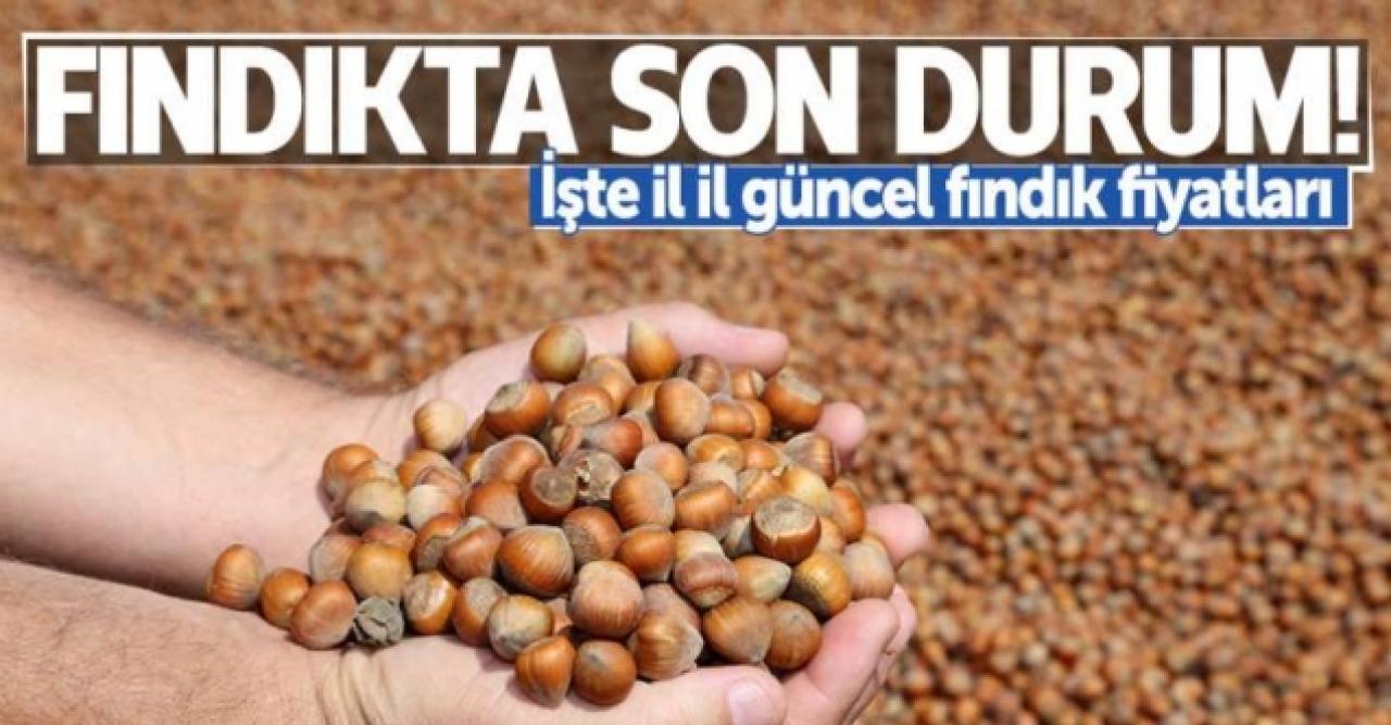 5 Ağustos Çarşamba fındık kaç lira? | Son dakika fındık fiyatları