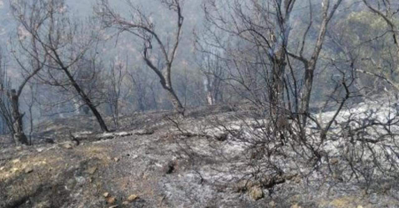 Edremit'te zeytinlik alanda yangın