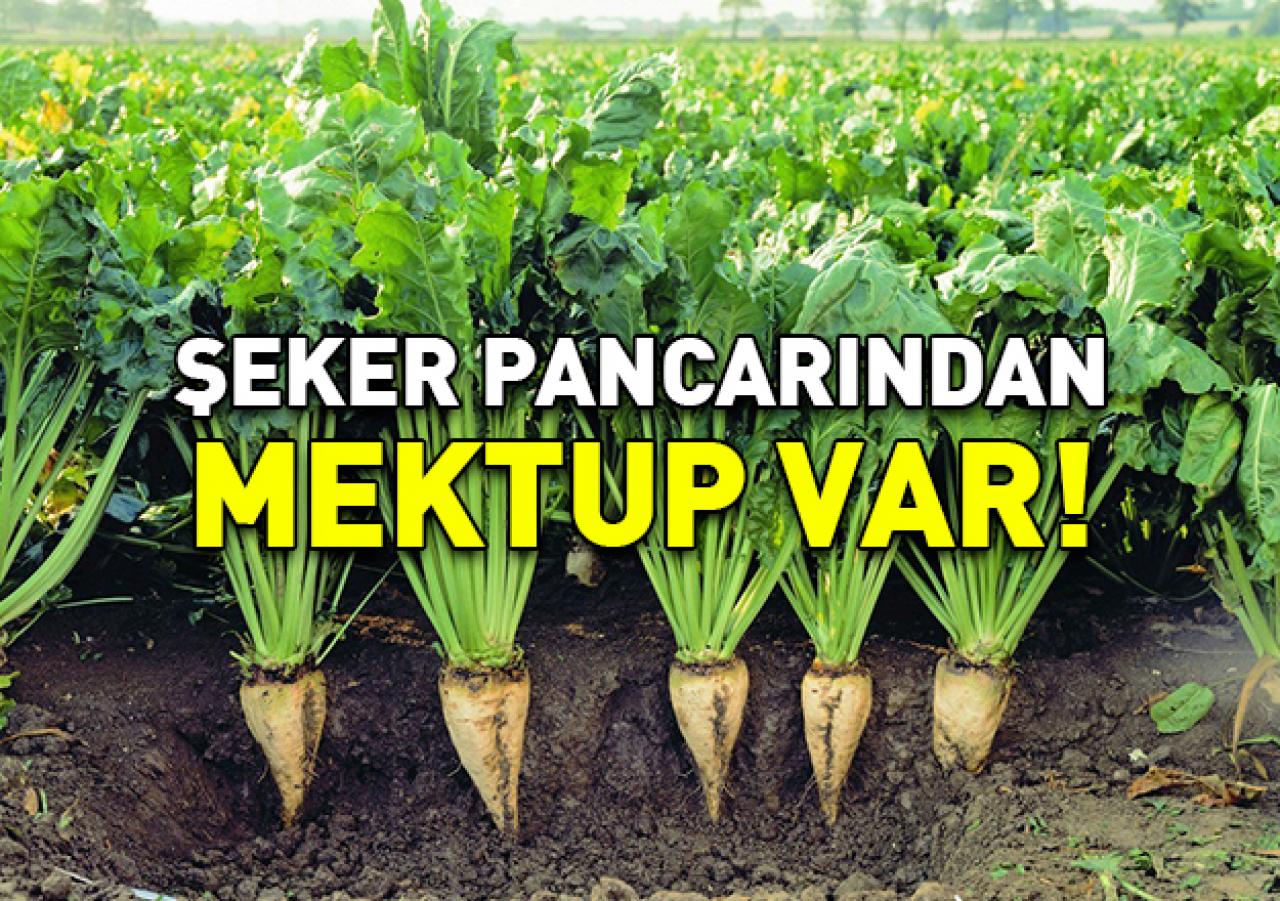 Şeker pancarından mektup var