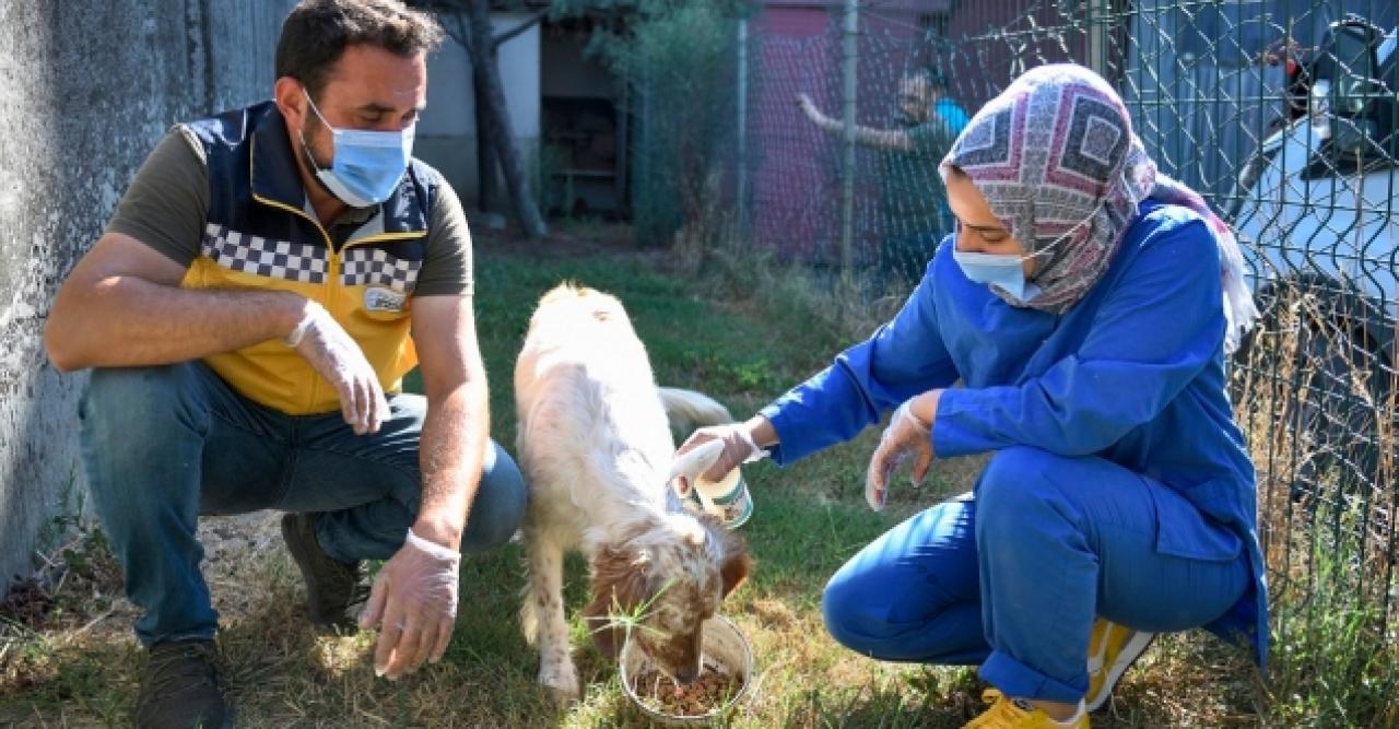 Esenyurt Belediyesi sokak hayvanlarını sahiplendiriyor