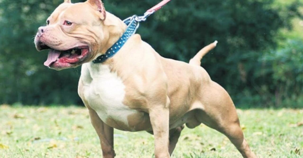 Otelde pitbull dehşeti! 40 dikiş atılıp 100 iğne yapıldı