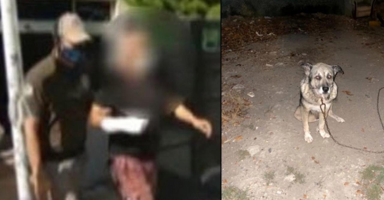 Beylikdüzü'nde komşusunun 3 köpeğini bıçakladı, adli kontrolle serbest kaldı