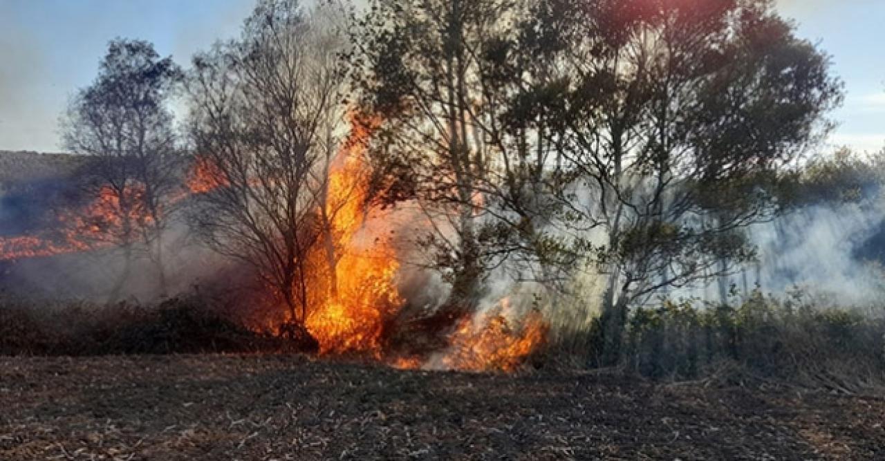 Silivri'de ağaçlık alanda yangın