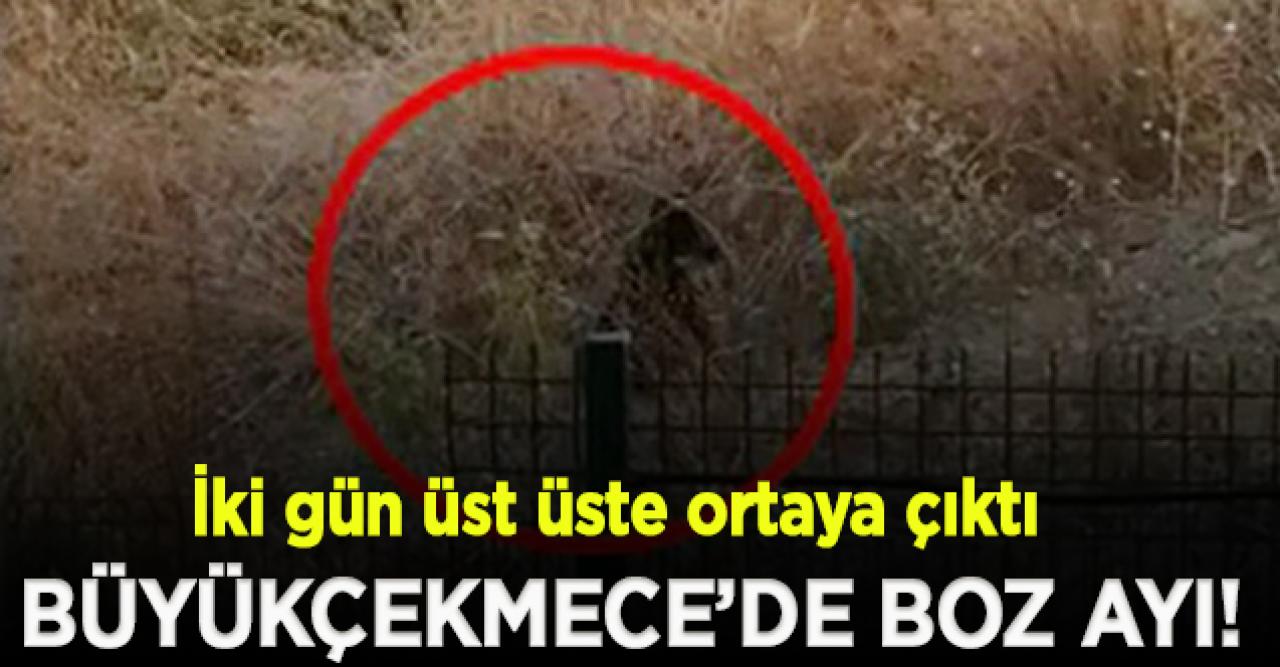 Büyükçekmece'de boz ayı paniği!